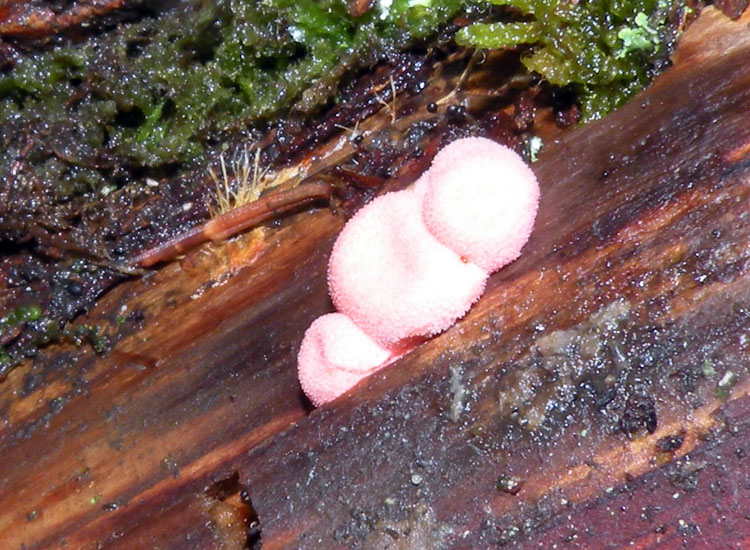 Lycogala epidendrum ?